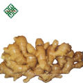 Best Quality Ginger price of fresh ginger